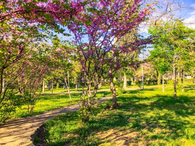Şehir Parkı bahar çiçeği ağaçlarda. Doğa güneş güneşli gün ile sahne.  