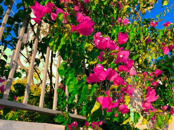 Flores de primavera em Israel. Fechar tiro . — Fotografia de Stock