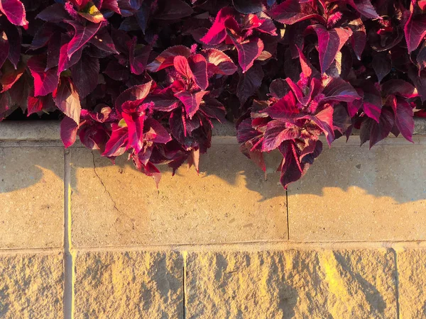 Fiori primaverili in Israele. Colpo da vicino . — Foto Stock