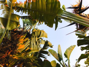  Tropikal palmiye ağacı. Soyut palm doku doğa arka planı için