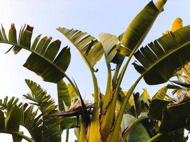  Tropikal palmiye ağacı. Soyut palm doku doğa arka planı için
