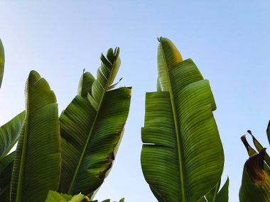  Tropikal palmiye ağacı. Soyut palm doku doğa arka planı için