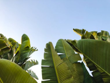  Tropikal palmiye ağacı. Soyut palm doku doğa arka planı için