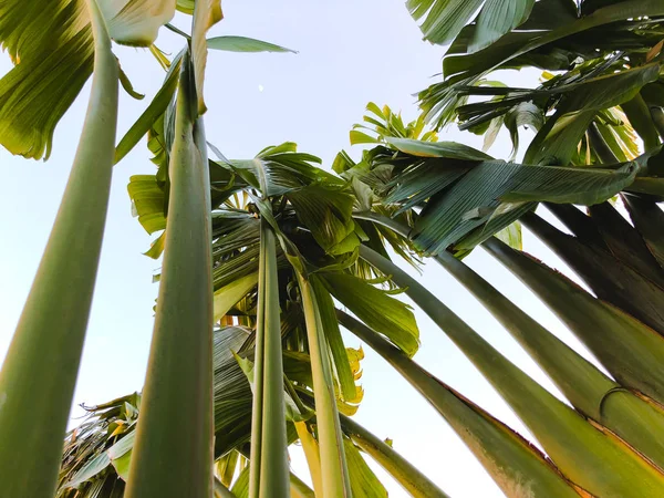 Palmier tropical. Textura abstractă a palmei pentru fundalul naturii — Fotografie, imagine de stoc