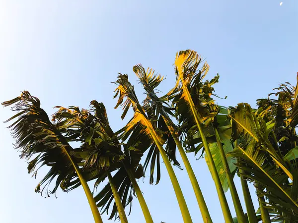 Palmera tropical. Textura de palma abstracta para fondo natural —  Fotos de Stock