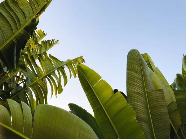  Tropikal palmiye ağacı. Soyut palm doku doğa arka planı için