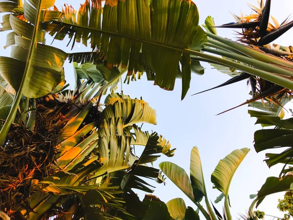  Tropikal palmiye ağacı. Soyut palm doku doğa arka planı için