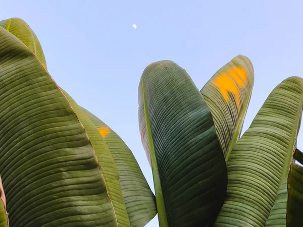 Palmera tropical. Textura de palma abstracta para fondo natural — Foto de Stock