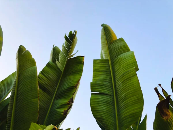  Tropikal palmiye ağacı. Soyut palm doku doğa arka planı için