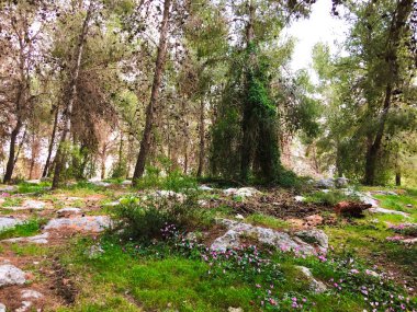 Orman ağaçları içinde görüntüleyin. Ormanın ortasında ağaçlar büyümek