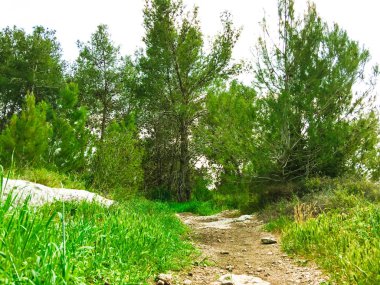 Orman ağaçları içinde görüntüleyin. Ormanın ortasında ağaçlar büyümek