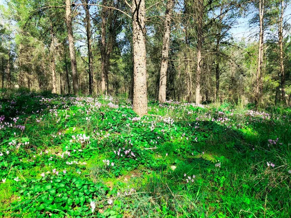 Вид всередину лісу на деревах. Дерева ростуть посеред лісу — стокове фото