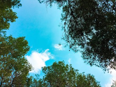 Orman ağaçları içinde görüntüleyin. Ormanın ortasında ağaçlar büyümek