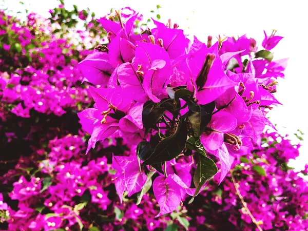 Vårblommor i Israel. Nära upp skott. — Stockfoto