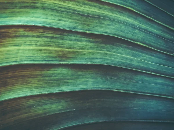 Detailní záběr z tropických palem. Abstraktní palm textury pro pozadí přírody. — Stock fotografie