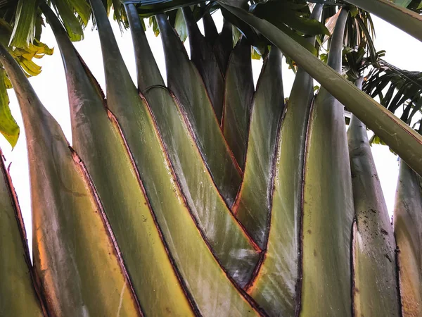 Tropikal palmiye ağacı kapatın. Soyut palm doku doğa arka planı için. — Stok fotoğraf