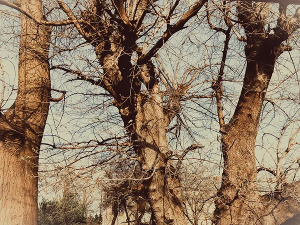 Par une journée ensoleillée, trois arbres dans la cour du village — Photo