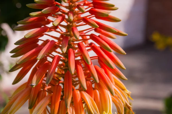 Fleurs de printemps en Israël. Gros plan . — Photo