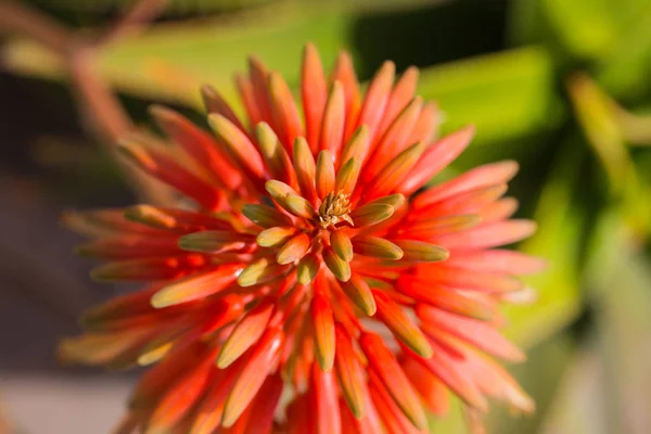 Flores de primavera em Israel. Fechar tiro . — Fotografia de Stock