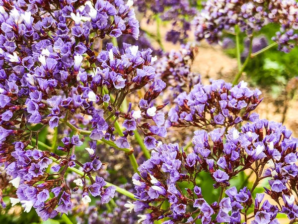 Spring flowers in Israel. Close up shot. — Stock Photo, Image