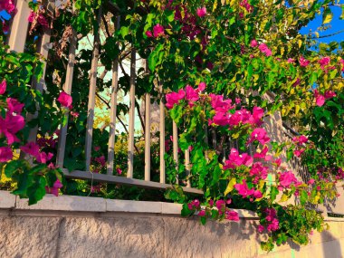 Bahar çiçekleri İsrail. Atış kapatın.