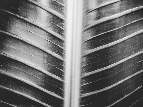 Tropikal palmiye ağacı kapatın. Soyut palm doku doğa arka planı için.