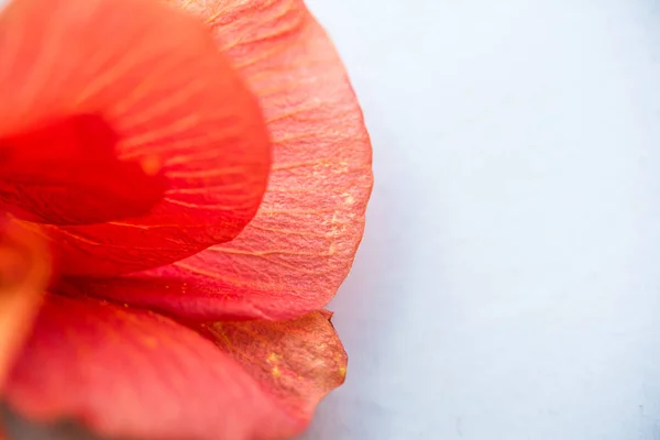 Frühlingsblumen in Israel. Nahaufnahme. — Stockfoto