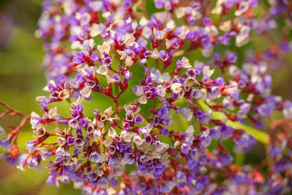 Spring flowers in Israel. Close up shot. — Stock Photo, Image