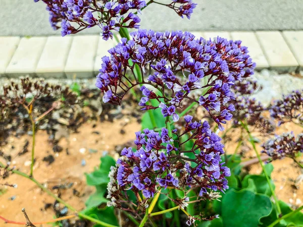 Jarní květiny v Izraeli. Detailní záběr záběr. — Stock fotografie