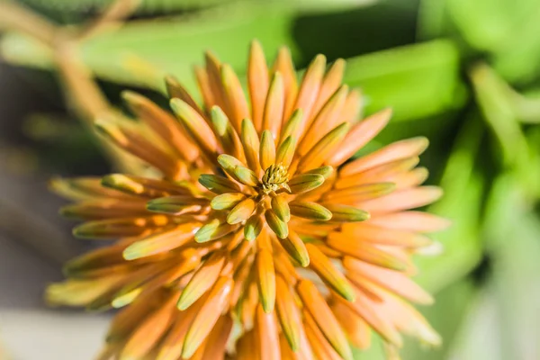 Flores de primavera em Israel. Fechar tiro . — Fotografia de Stock