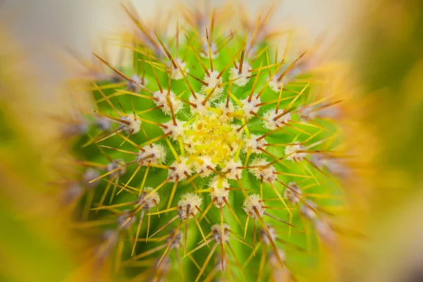 Grüne Kakteen im Frühling in der Natur, Israel. Makroaufnahme. — Stockfoto