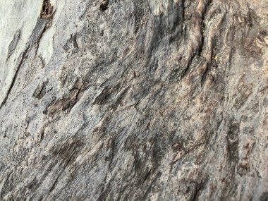 Güzel eski ağaç parkta. Doku arka görünümü kapatmak