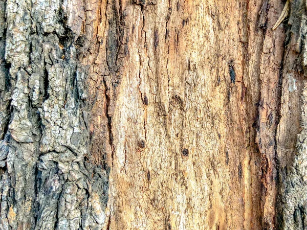 Krásný starý strom v parku. Textura pozadí detailní zobrazení — Stock fotografie