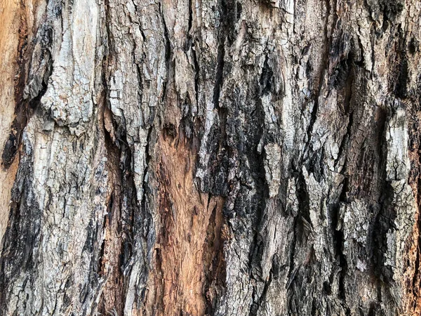 Krásný starý strom v parku. Textura pozadí detailní zobrazení — Stock fotografie