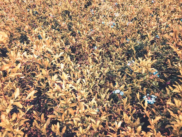 Hojas doradas en Israel. Primer plano. . —  Fotos de Stock