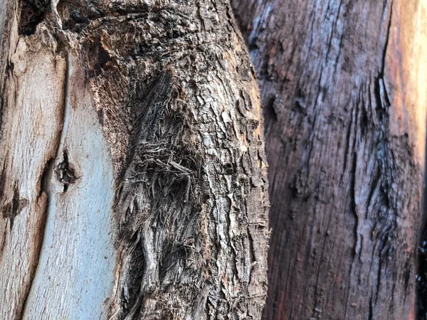 Güzel eski ağaç parkta. Doku arka görünümü kapatmak — Stok fotoğraf