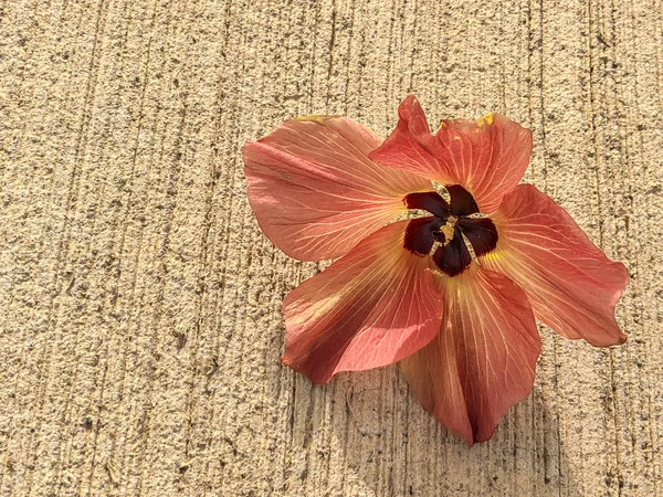 Schöne Blume auf dem Boden. Nahaufnahme. — Stockfoto