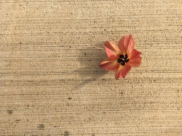 Hermosa flor en el suelo. Israel, Primer plano . — Foto de Stock