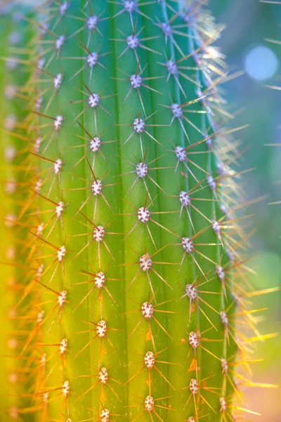 Színes kaktuszok tavaszi jellegű, Izrael. Makro lövés. — Stock Fotó