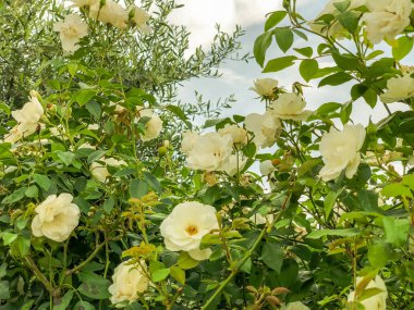 Bahar çiçekleri İsrail. Atış kapatın.