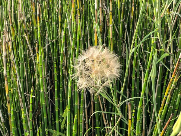 Dandelion contra o fundo de bambu na primavera na natureza, Israel Macro tiro — Fotografia de Stock