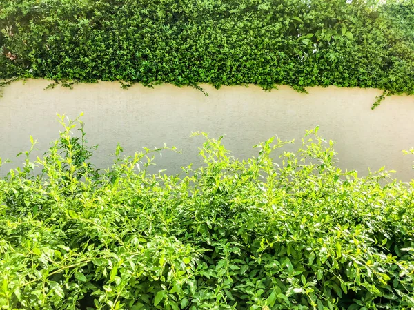 Sobre valla de piedra blanca hermosas hojas verdes. Primer plano. — Foto de Stock