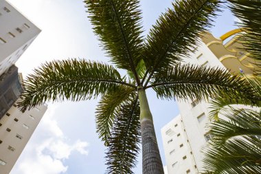  Tropikal palmiye ağacı. Soyut palm doku doğa arka planı için