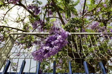 Bahar çiçekleri İsrail. Atış kapatın.