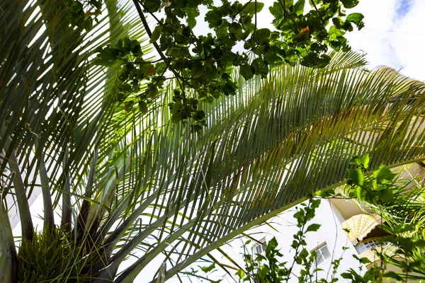 Palmera tropical. Textura de palma abstracta para fondo natural —  Fotos de Stock
