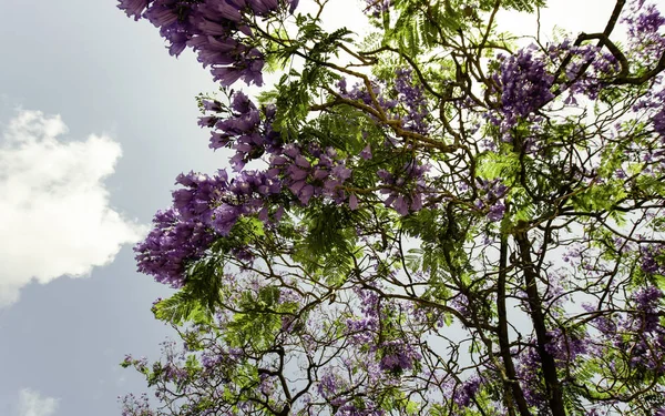 Flores de primavera em Israel. Fechar tiro . — Fotografia de Stock