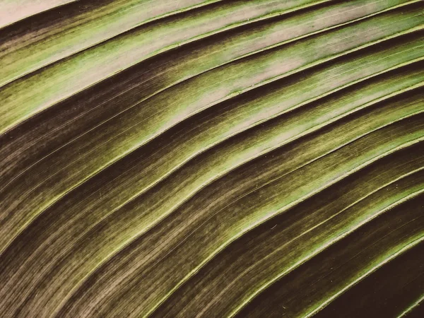 Primer plano de una palmera tropical. Textura de palma abstracta para fondo natural . — Foto de Stock