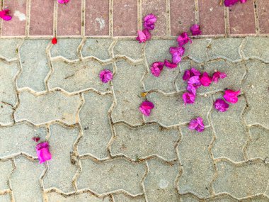 Bahar çiçekleri İsrail. Atış kapatın.