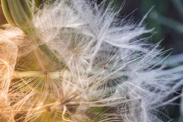 Farbige Löwenzahne im Frühling in der Natur, israel macro shot — Stockfoto