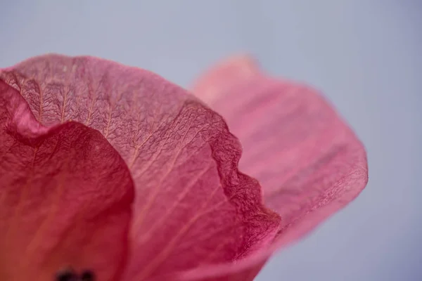 Lente bloemen in Israël. Close-up shot. — Stockfoto